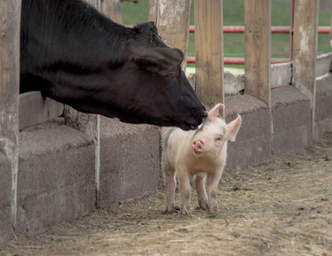 Cow and Piglet