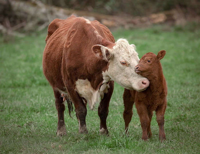 Cow and Calf 